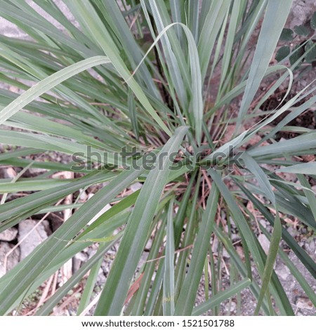 lemongrass is a member of grass plants which is used as a spice for cooking food