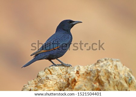 Adult Tristram's starling (Onychognathus tristramii) near the Dead Sea, Israel