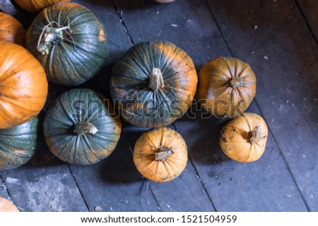 Colorful home grown pumpkins laying on a floor in old barn. 