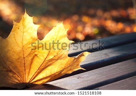 Autumn maple leaf on a brown park bench with sunlight. Old bench with maple leaf. The background is blurred. Royalty-Free Stock Photo #1521518108