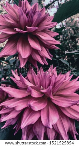 Wonderful pretty pink dahlias. Artistic, vintage filmlike filter added.