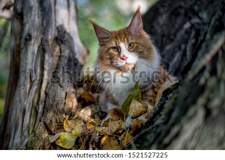 Very big red maine coon kitten sitting on tree in forest on summer spring day.