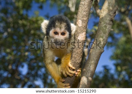 cute squirrel monkey (saimiri) on a tree