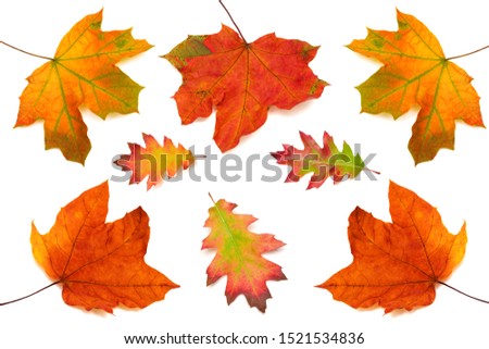 Collection of maple and oak leaves isolated on white background. Autumn, yellow and red leaf. Top view, flat lay