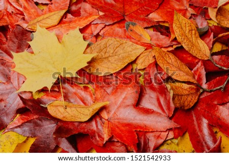Colorful background made of fallen maple leaves