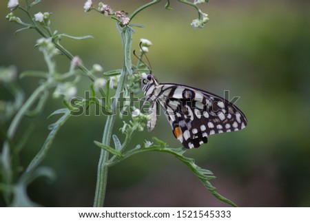 Lime Butterfly on the Flower Plants in its natural habitat during Spring season