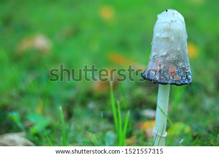 Toadstool mushroom is very effective. poisonous mushroom.