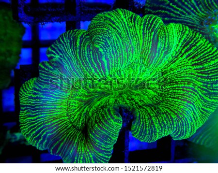 Trachyphyllia ultra green colour coral in aquarium lps coral