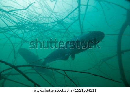 Adventurous picture of European catfish pair in nature habitat. Huge water volume with dead wood branch near offshore in green tones color in background with big fish in golden ratio.