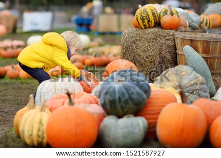 Cute little boy choosing organic pumpkin on agricultural farm at autumn. Pumpkin is traditional vegetable used on American holidays - Halloween and Thanksgiving Day.