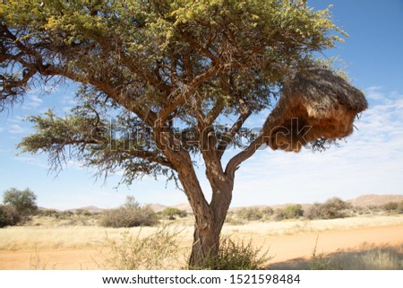 Social Weaver Nests in Namibia