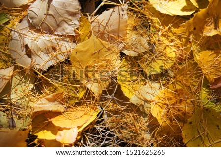 A ray of the setting sun illuminates the fallen lemon-yellow leaves. Red soft needles of larch are strewn from above.