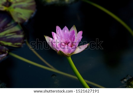 Lotus queen of water tree.