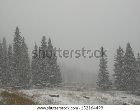 Winter forest at Rocky Mountain National Park.