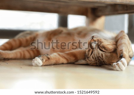 Sleeping cat on the floor in the afternoon