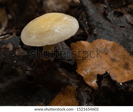 Macro picture of pale yellow mushrooms growing on forest floor surrounded by fall leaves.
