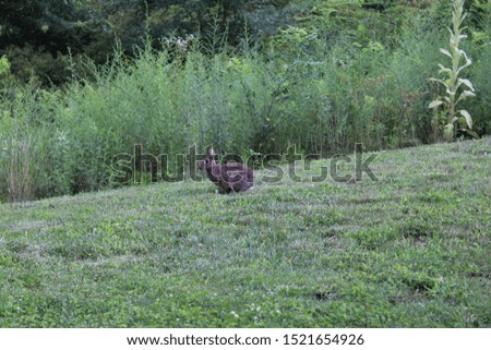 Rabbit in grass with wilderness background