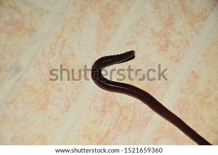Earthworm on an orange tile floor.