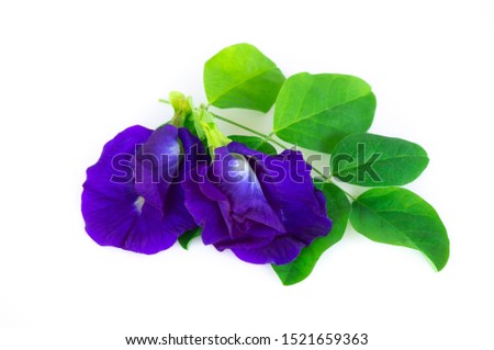 Butterfly pea flower on white background, herb and medical concept