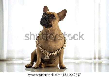 Portrait picture of Cute french bulldog wearing jewels indoor.
