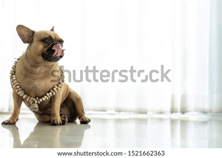 Portrait picture of Cute french bulldog wearing jewels indoor.