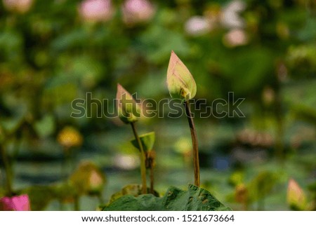 Flowers of lotus pink , Close up lily lotus flower blooming on water surface 
the summer sky, rivers and trees