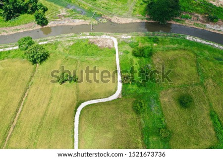 Beautiful aerial view of paddy field
