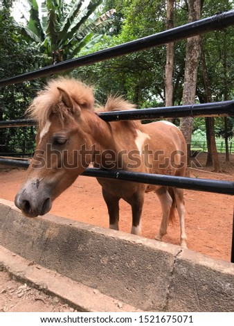 A picture of small horse taken at Zoo Melaka