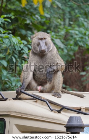 Baboon in Muchison Falls national park Uganda