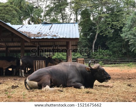 A picture of big buffalo taken at Zoo Melaka