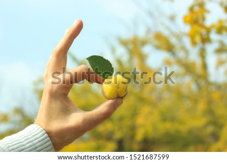 Young quince in a male hand in the forest. Fresh fruits concept. Harvesting from the trees. Autumn nature photos, family walks in the garden.