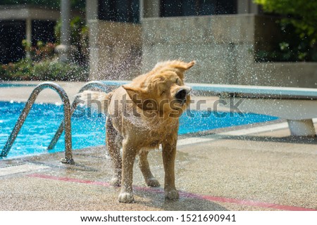 Golden Retriever Dog Shaking Water by Swimming Pool Royalty-Free Stock Photo #1521690941
