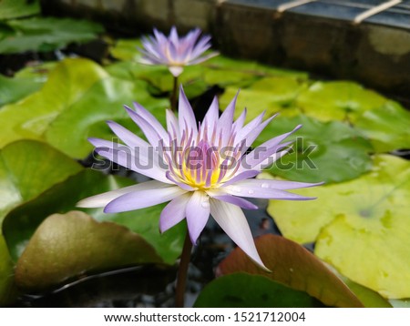 Beautiful lotus flowers after the rain