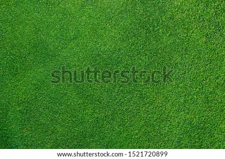 Photo of a dense golf green top view