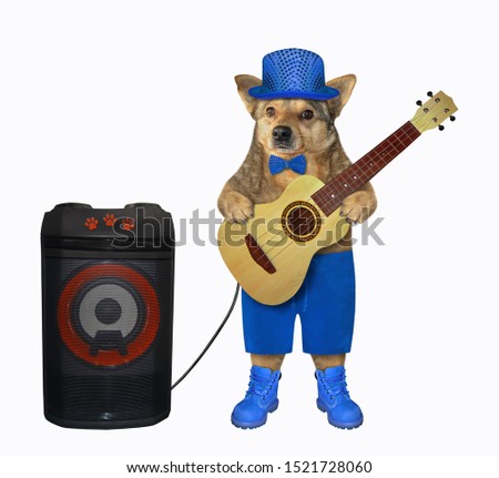 The dog in a blue hat, a bow tie, shorts and boots is playing the acoustic guitar. The loudspeaker is next to him. White background. Isolated.