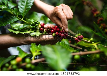 arabica coffee berries with agriculturist handsRobusta and arabica coffee berries with agriculturist hands, Gia Lai, Vietnam Royalty-Free Stock Photo #1521733793