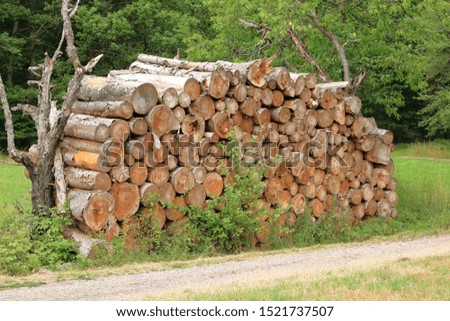 Stack of Wood wood stacked for drying in the woodpile on a green meadow