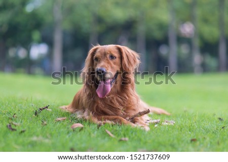 Golden retriever squatting on the grass