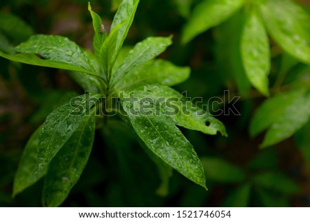 green leaf background for desktop window and for printing 