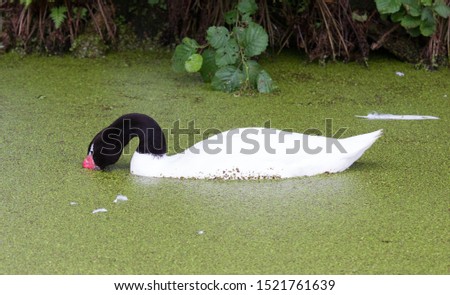 Black necked swan (Cygnus melancoryphus) swimming in duckweed