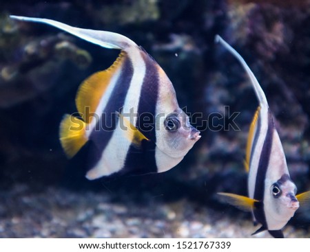 Butterfly fish, Corral Reef Fish.