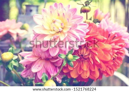 Beautiful decoration with bouquet of dahlia flowers - Season gift card for Birthday