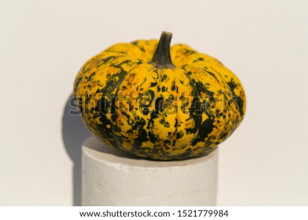 Decorative Pumpkin Mix Open Pollinated Seeds NON GMO on a white background. Halloween.