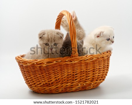 little british kittens in a basket on a white background
