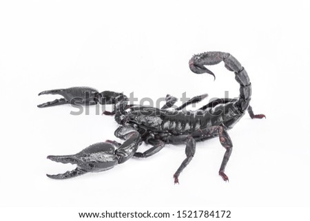 Black scorpion isolated on white background