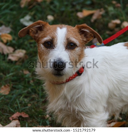 Puppy Jack Russell Terrier walking in the autumn Park. It is a recognizable and popular breed of dog. This is a pet with whom you will not be bored for a minute.