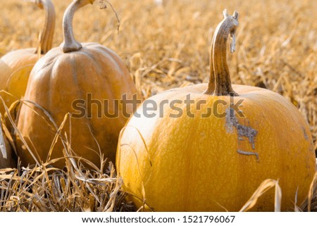 ripe pumpkins on the field, in the rays of sunlight, close-up