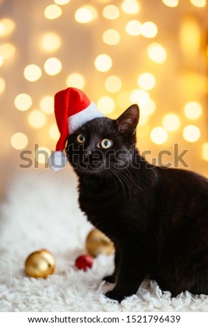 Black cat in Santa hat sitting over holiday lights. Pet's Christmas concept. Kitten on Xmas studio bokeh background.