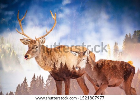 double exposure of deer and pine forest - save our planet - fight global warming