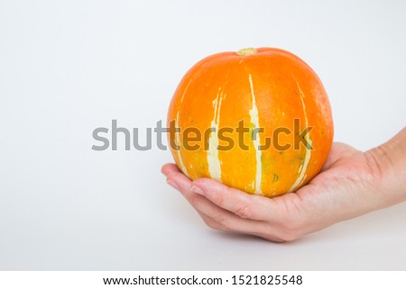 Orange melon with white stripes in a female hand on a white background